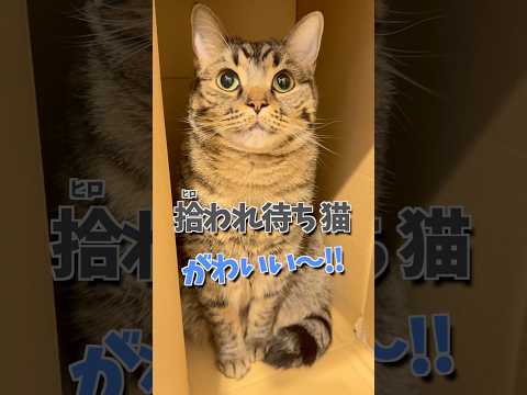 【天使】拾われ待ちする猫が可愛すぎる...!! cat 猫 サムネイル