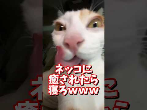ネッコの動画で癒されたら寝ろｗｗｗ　2ch  動物  猫 癒やし ねこ動画 サムネイル