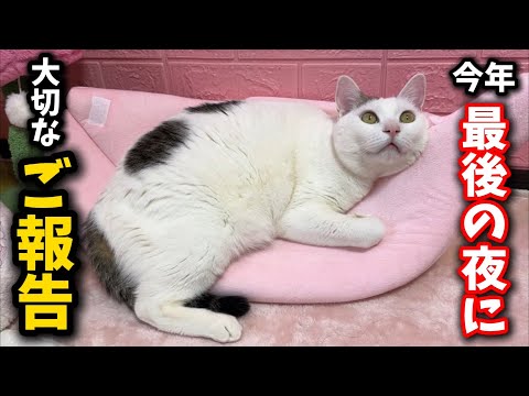 今年最後の日に子猫について最高のご報告があります サムネイル