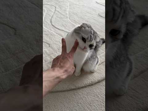 🐱 cat 猫 サムネイル