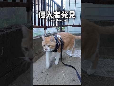 庭に入ってきた猫を追い払う元野良猫 元野良猫チャチャ 猫武将 gingercatorangecatcat サムネイル