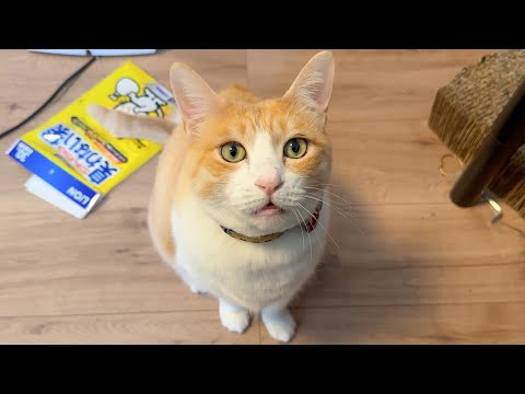 ロビンです。 サムネイル