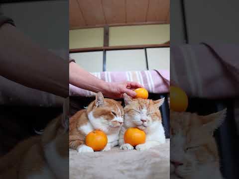 みかん　のせ猫　260102　のせ猫　みかん　 cat ねこ ネコ　 猫のいる暮らし　 cute　 猫のいる生活　 ね… サムネイル