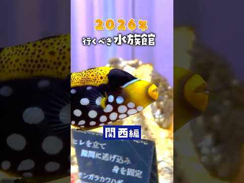 2026年行くべき水族館🐟関西編 サムネイル
