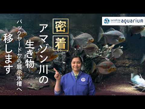 【密着】水槽から水槽へ魚を移す‼「大河アマゾン川」水槽への生物搬送をご紹介します！ サムネイル
