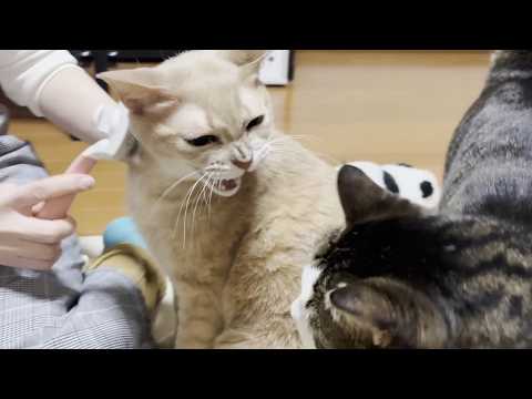 猫にめっちゃキレられる、めっちゃ間が悪いお母さん サムネイル