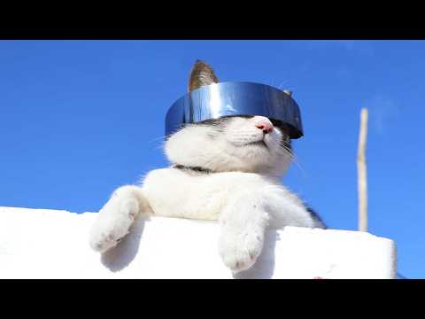 サイバーサングラス　さばじろう　260225 サムネイル