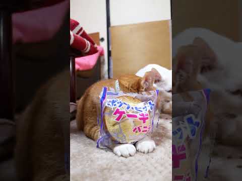 ポップ・ヒットケーキ バニラ　260219　のせ猫　 cat cute 猫のいる暮らし　 kitten　 ねこ　 ネコ… サムネイル