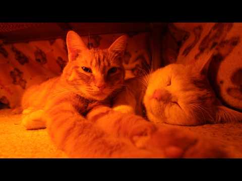 こたつのねこたちLIVE配信　　2026年3月13日 サムネイル