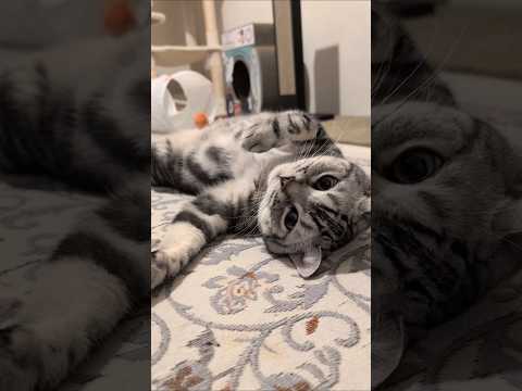 アメショーのラッテ アメショ ＃アメリカンショートヘア＃猫との暮らし猫と暮らす家猫 cat サムネイル
