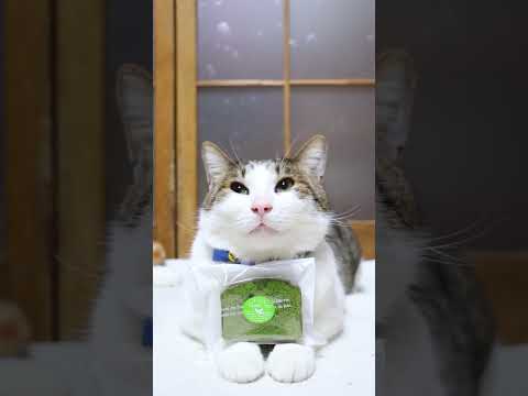 まっちゃ　260420　のせ猫　 cat　 cute　 kitty　 kitten　 ねこ　 ネコ　 猫のいる暮らし… サムネイル