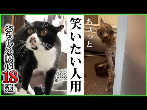 【18選】フフッと笑えるやつ、全部入れました🫶✨｜PECO