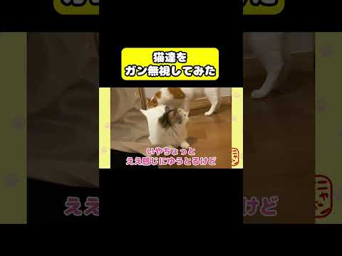 猫をガン無視してみた　猫 おもしろ アテレコ ニャンチューバーつくし サムネイル