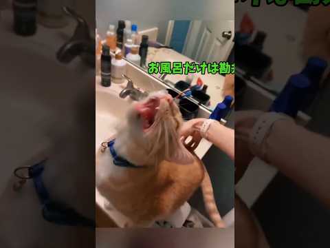 きゃわきゃわねこねこ😘 サムネイル