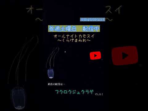 オールナイトカモスイ　～くらげまみれ～ 254 フクロクジュクラゲ