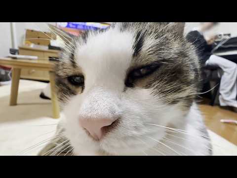 起きてる時のほとんどが甘えてる猫の一日 サムネイル