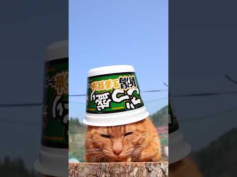ごつ盛り　新潟生姜醤油ラーメン　260606　 cat のせ猫 cute　 新潟生姜醤油ラーメン cutecat ごつ… サムネイル