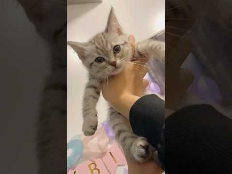 子猫の頃から甘やかされて育った猫がかわいすぎる...!! cat 猫 サムネイル