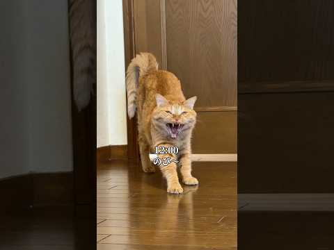 久しぶりに姿を現した猫の1日 ネコ ねこ