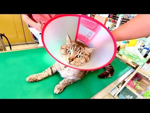 猫ポン吉が急に病院から呼び出されました サムネイル
