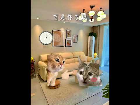 没有什么人和事,能永远停在初见的模样! 有趣 猫meme 猫meme剧场 猫meme小剧场 内容过于真实 故事 貓…