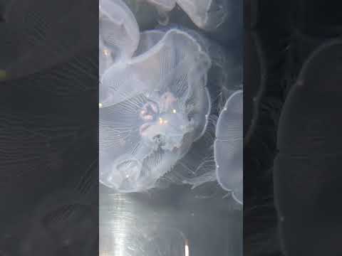 オレンジのぽつぽつ 加茂水族館 東北エプソンアクアリウムかもすい　クラゲ aquarium