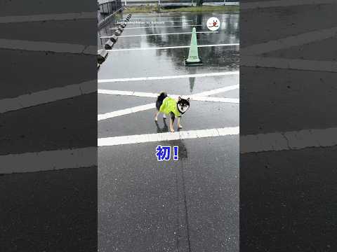 雨の日に散歩させて可哀想な目で見られるけど…|PECO
