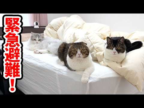 水漏れで水浸しになったので、猫3匹を緊急避難させました…汗