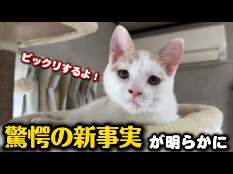 妊婦猫を保護したら驚愕の新事実が明らかになりました