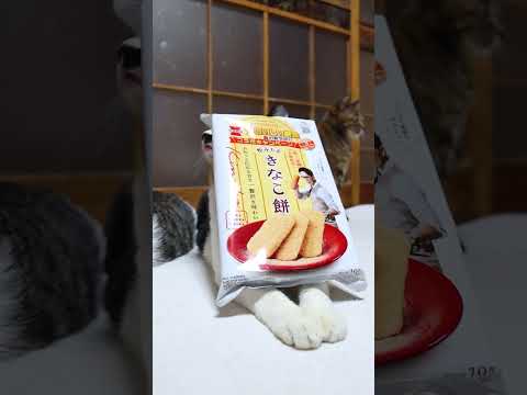 粉みちる「きなこ餅」　260413　のせ猫　 cat　 cute　 猫のいる暮らし　 kitten　 kitty　 ね… サムネイル