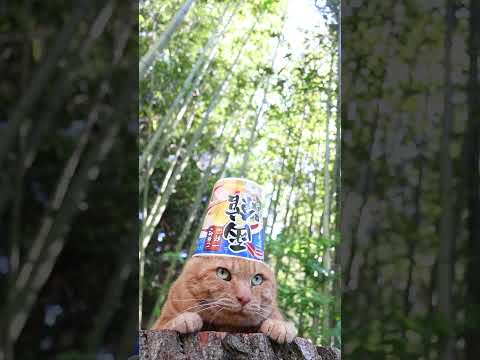 ご当地の一杯　函館　塩ラーメン　260705　 cat　 のせ猫　 cute　 ねこ　 ご当地の一杯　 cutecat…