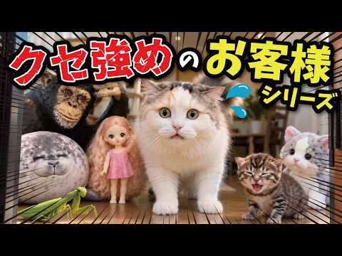 我が家に来た『クセ強』のお客様達を一挙に紹介‼︎‼︎総集編