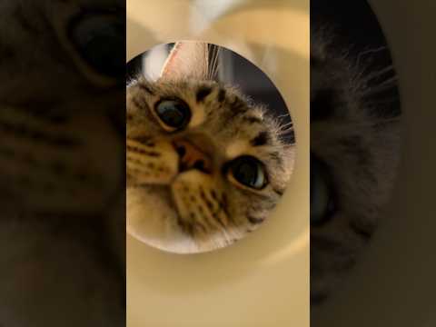おやつを食べたい猫たち cat 猫 Cats who want to eat snacks