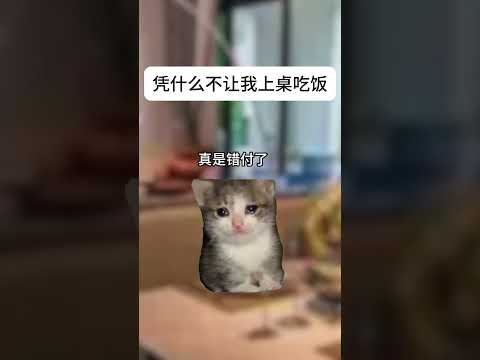 凭什么不能上桌吃饭 有趣 猫meme 猫meme剧场 猫meme小剧场 内容过于真实  故事 貓 猫猫meme小剧场… サムネイル