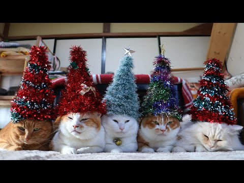 クリスマスツリー帽子　のせ猫　　christmas tree　251225 サムネイル