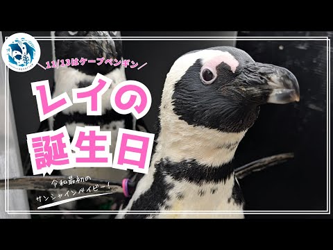 【誕生日】ケープペンギン「レイ」6歳の誕生日【サンシャイン水族館】 サムネイル