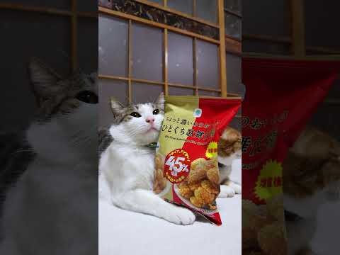 ちょっと濃いめのおいしさ ひとくち歌舞伎揚  「なぜか45％増量作戦」　260407　のせ猫　 cat　 cute… サムネイル