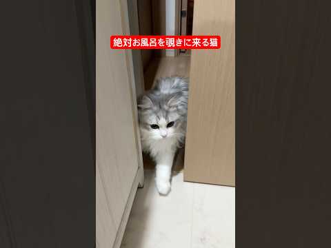 猫「お邪魔します〜」 ぽこ太郎 猫のいる暮らし 猫 ねこ ネコ 猫好きさんと繋がりたい cat 子猫 サムネイル