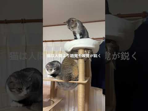 実は猫へのストレスになる飼い主の行動3選 #猫 #ねこ #猫好きさんと繋がりたい #ねこ動画 #猫動画 #雑学 #豆知… サムネイル