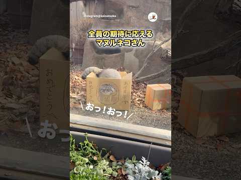 神ファンサです｜PECO サムネイル