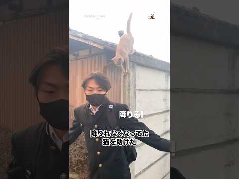 【救助】塀から降りれなくなってた猫助けた｜PECO サムネイル