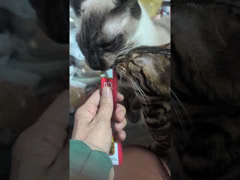 シャム猫ベンガル猫shorts funny cat猫ミャク子ガッツくん サムネイル