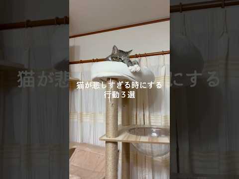 猫が悲しすぎる時にする行動3選 #猫 #ねこ #保護猫 #猫好きさんと繋がりたい #猫動画 #雑学 #豆知識 #トリビ…
