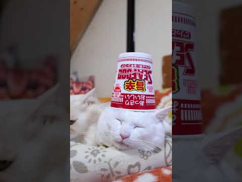 あっさりおいしいカップヌードル 旨辛シーフード　260213　のせ猫　 cat cute ネコ　 猫のいる暮らし cu… サムネイル