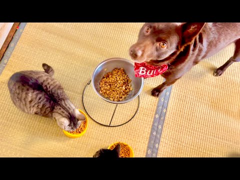 急に３人ぼっちになった猫とワンコはこうなる サムネイル