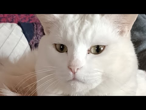 たまちゃん がライブ配信中！　260328 サムネイル