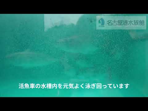 活魚車にて運搬中のスマ