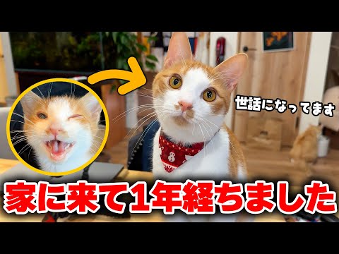 命の危機だった猫が家にやってきて丸1年が経ちました…！！ ずっと〇〇恐怖症だった子猫が今ではこんなに元気になりました…！ サムネイル