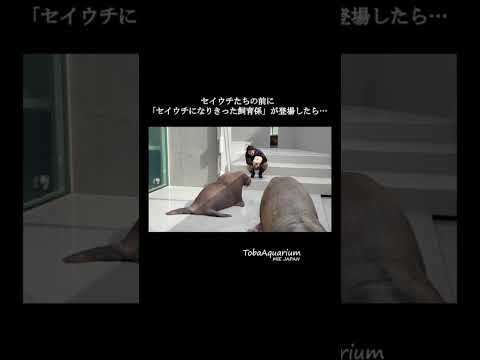 《鳥羽水族館》飼育係がセイウチになりきってみたら、、、🤨💦　鳥羽水族館 tobaaquarium セイウチ walru… サムネイル