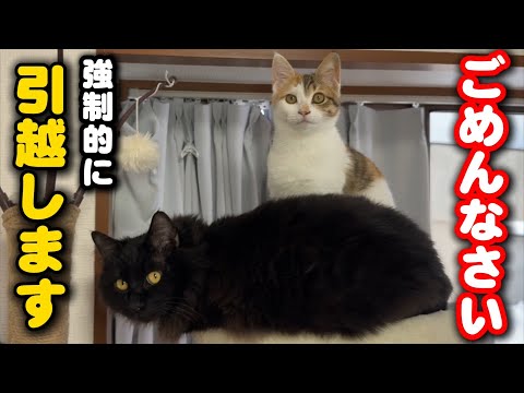発情期を迎える猫を強制的に引越しさせました サムネイル